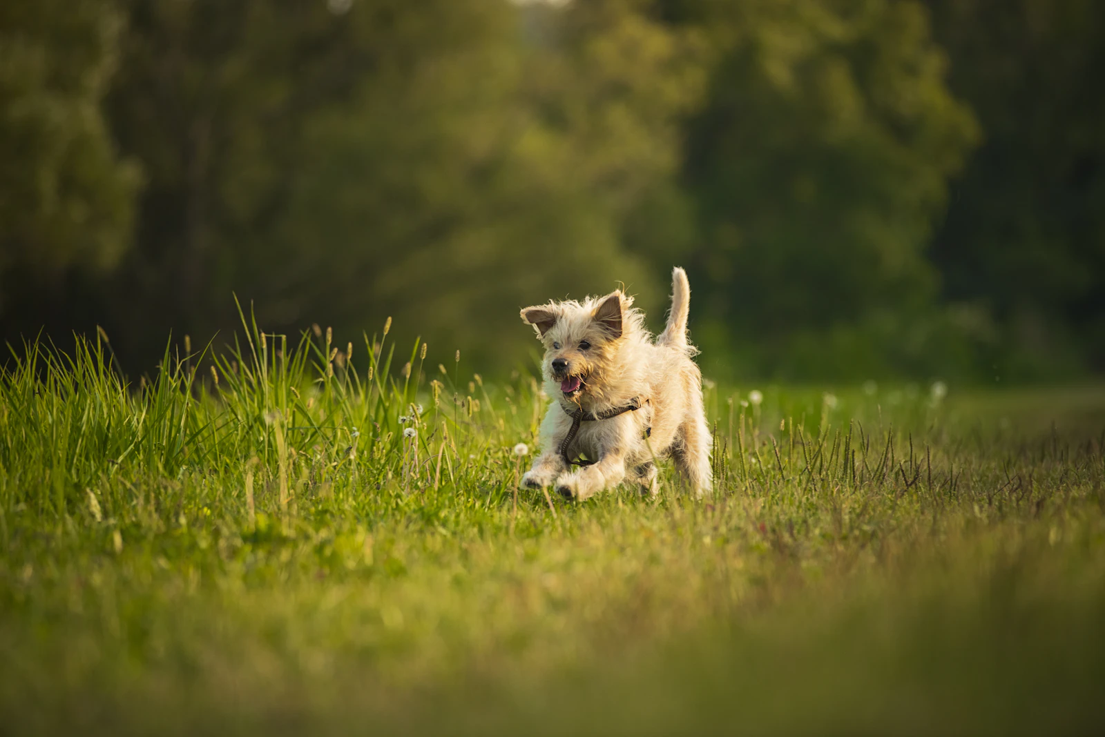 Perro corriendo por un campo de hierba alta