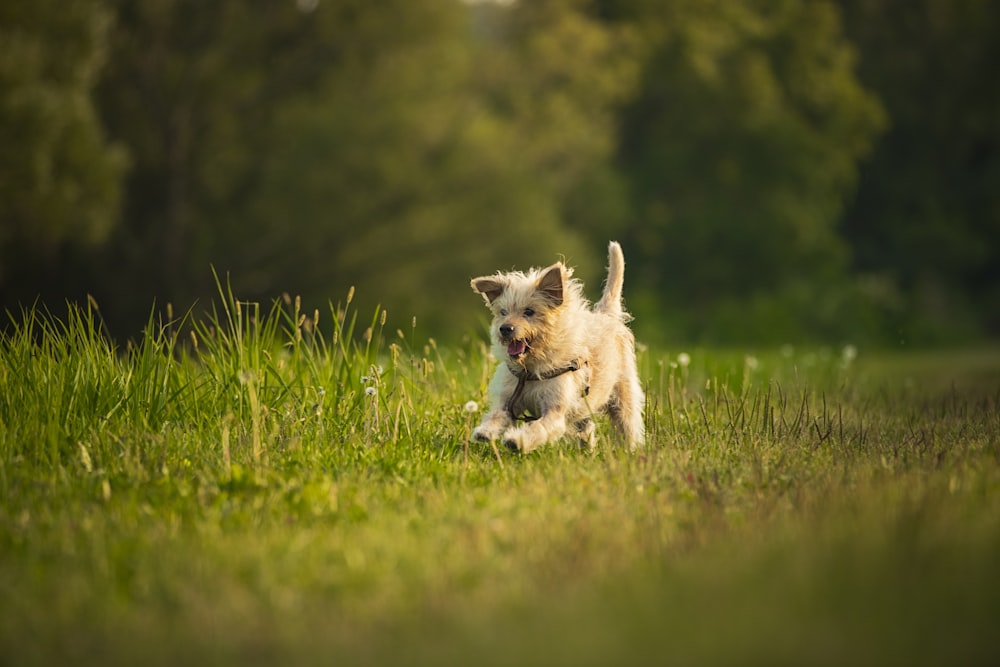 a dog running in a field