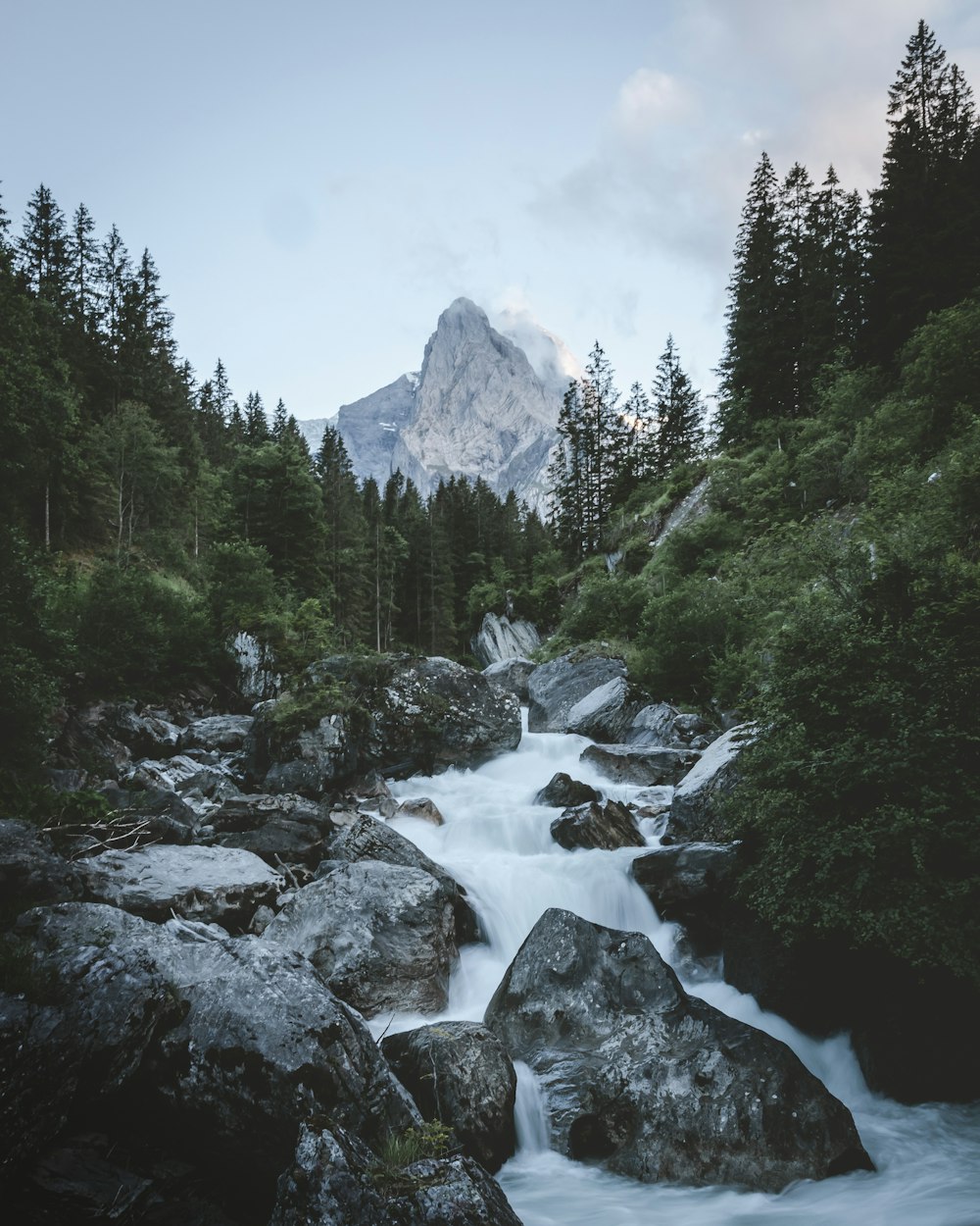 a river flowing through a forest