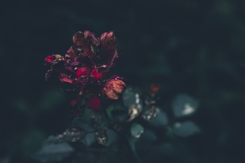 A withered red flower emerges from the dark, moody background, with petals showing signs of decay and browning. The leaves appear faint and blurred, contributing to an overall somber and mysterious aura.
