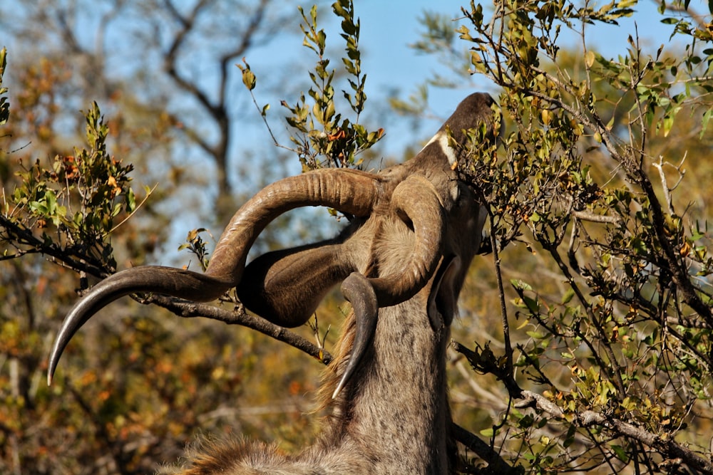 a tree with a large branch