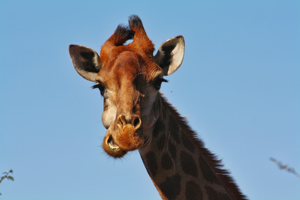 a giraffe with its head tilted to the side