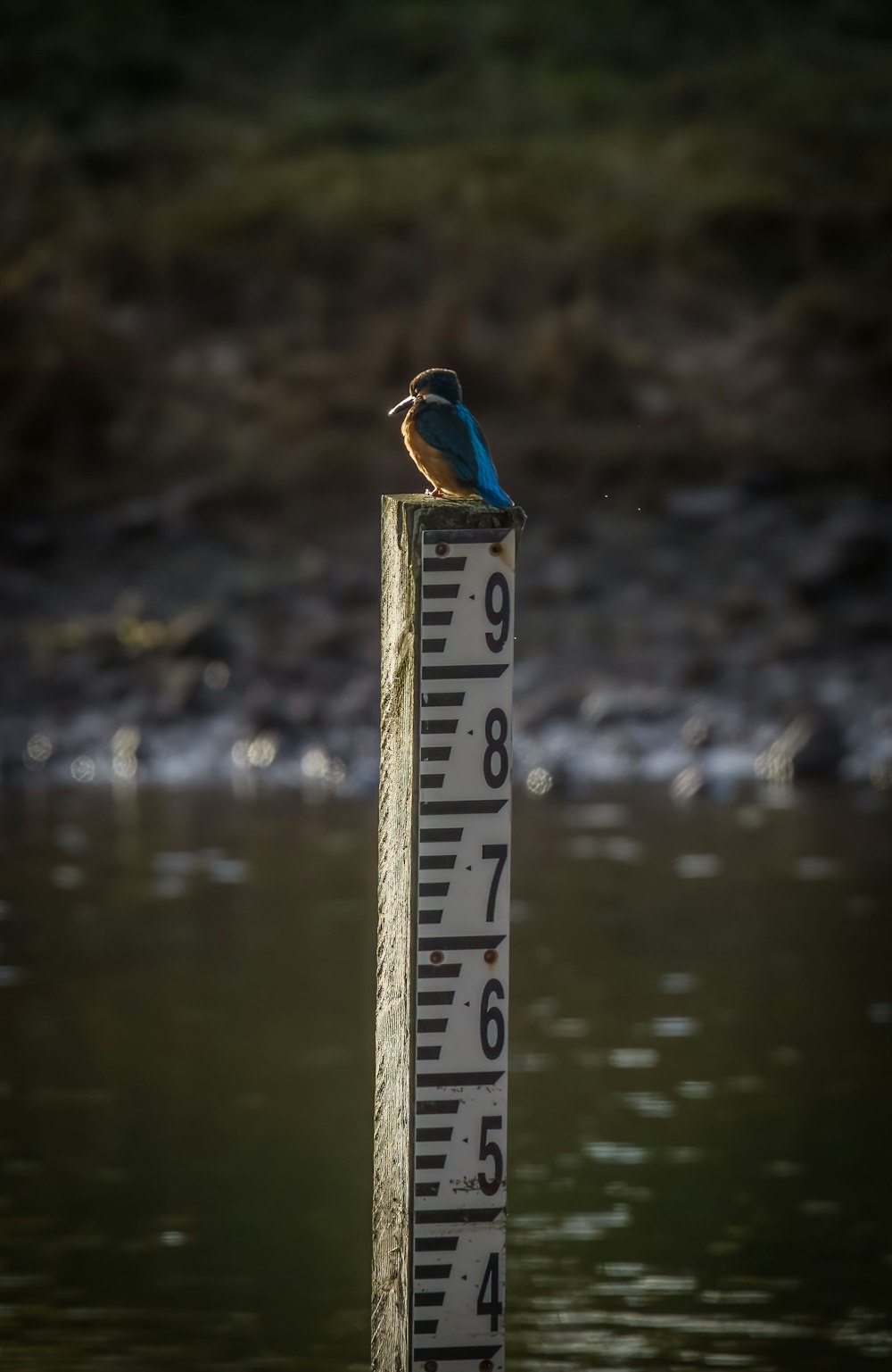 a bird sitting on a post