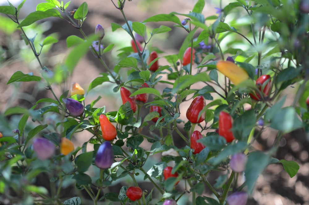 a close up of some flowers