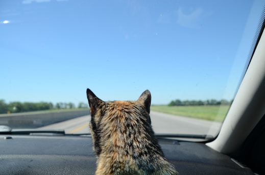 a cat looking out a car window