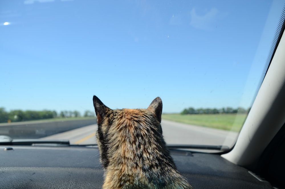 a cat looking out a car window