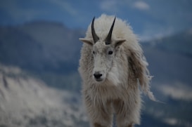 A mountain goat is prominently featured with its long, shaggy white fur and sharp black horns. The background shows a blurred mountainous landscape, providing a natural setting.