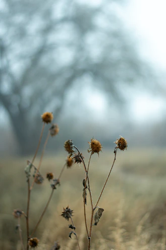 a close up of some flowers
