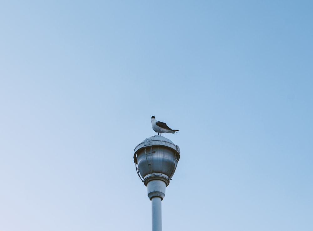 Ein Vogel sitzt auf einem Lichtmast