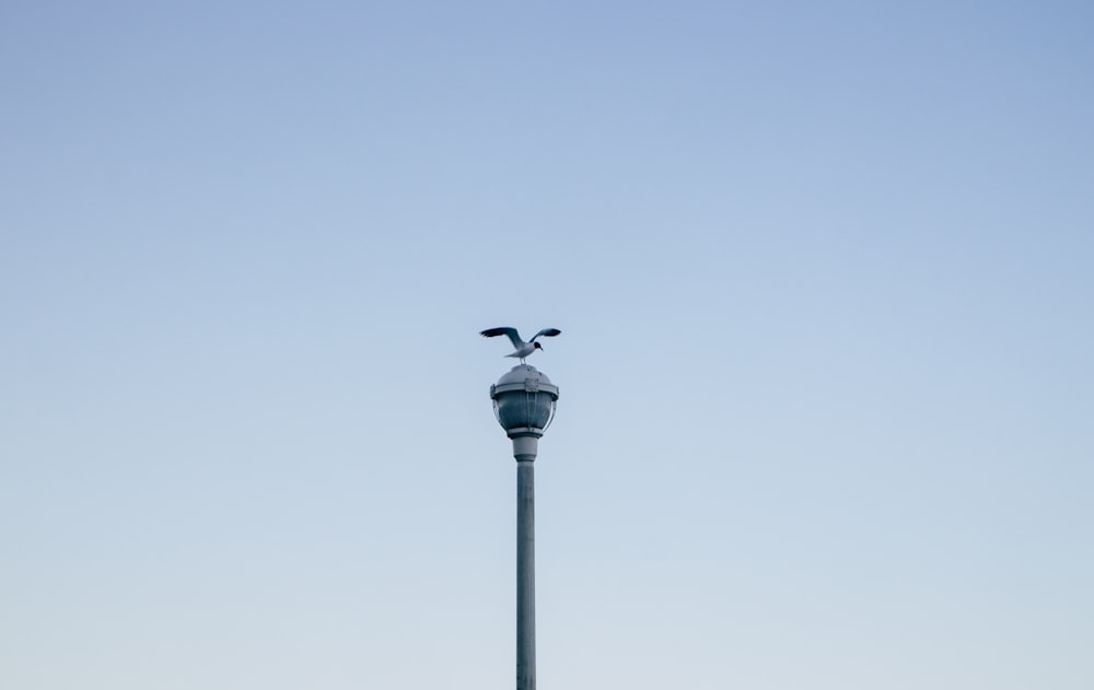 birds sitting on a light post