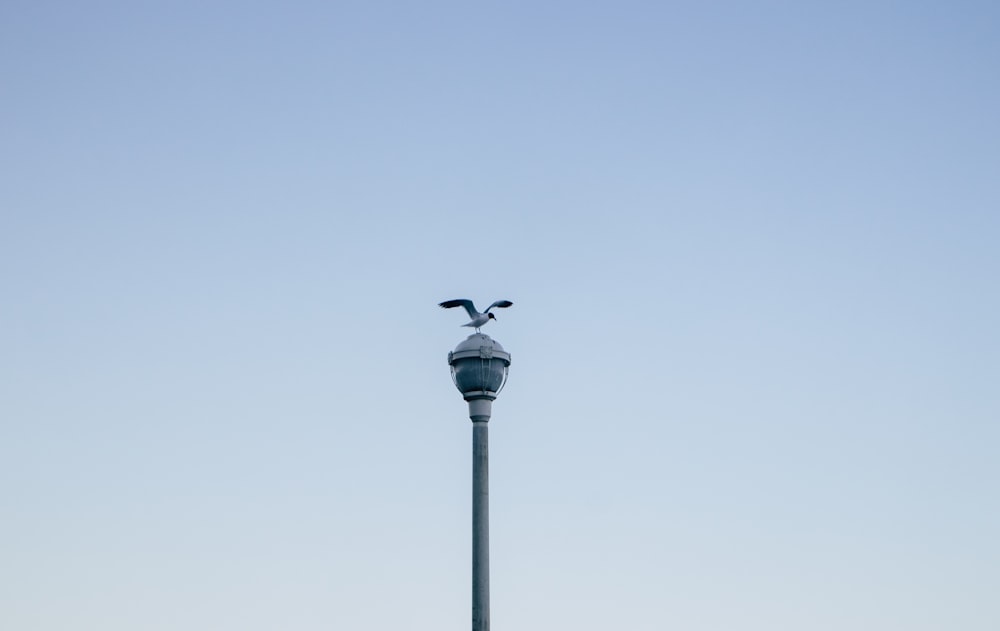 Vögel sitzen auf einem Lichtmast