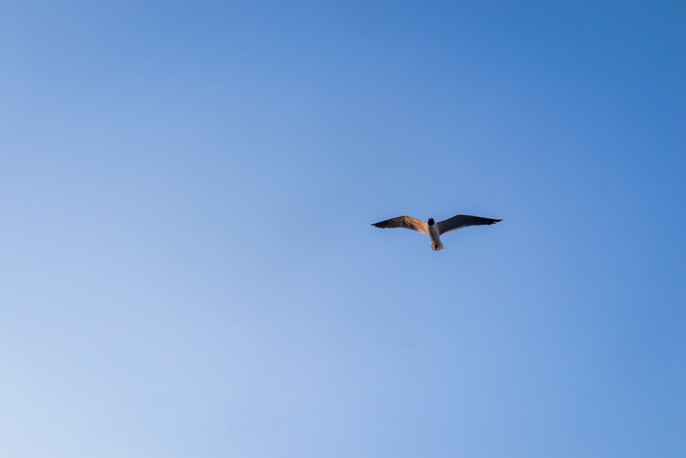 a bird flying in the sky