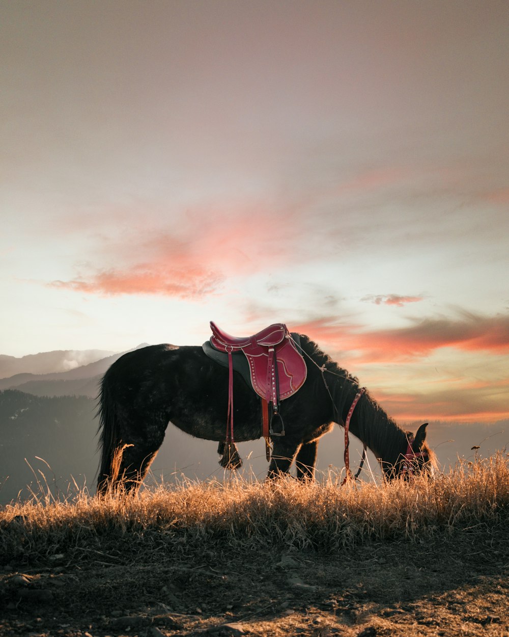 Un caballo con una silla de montar en la espalda