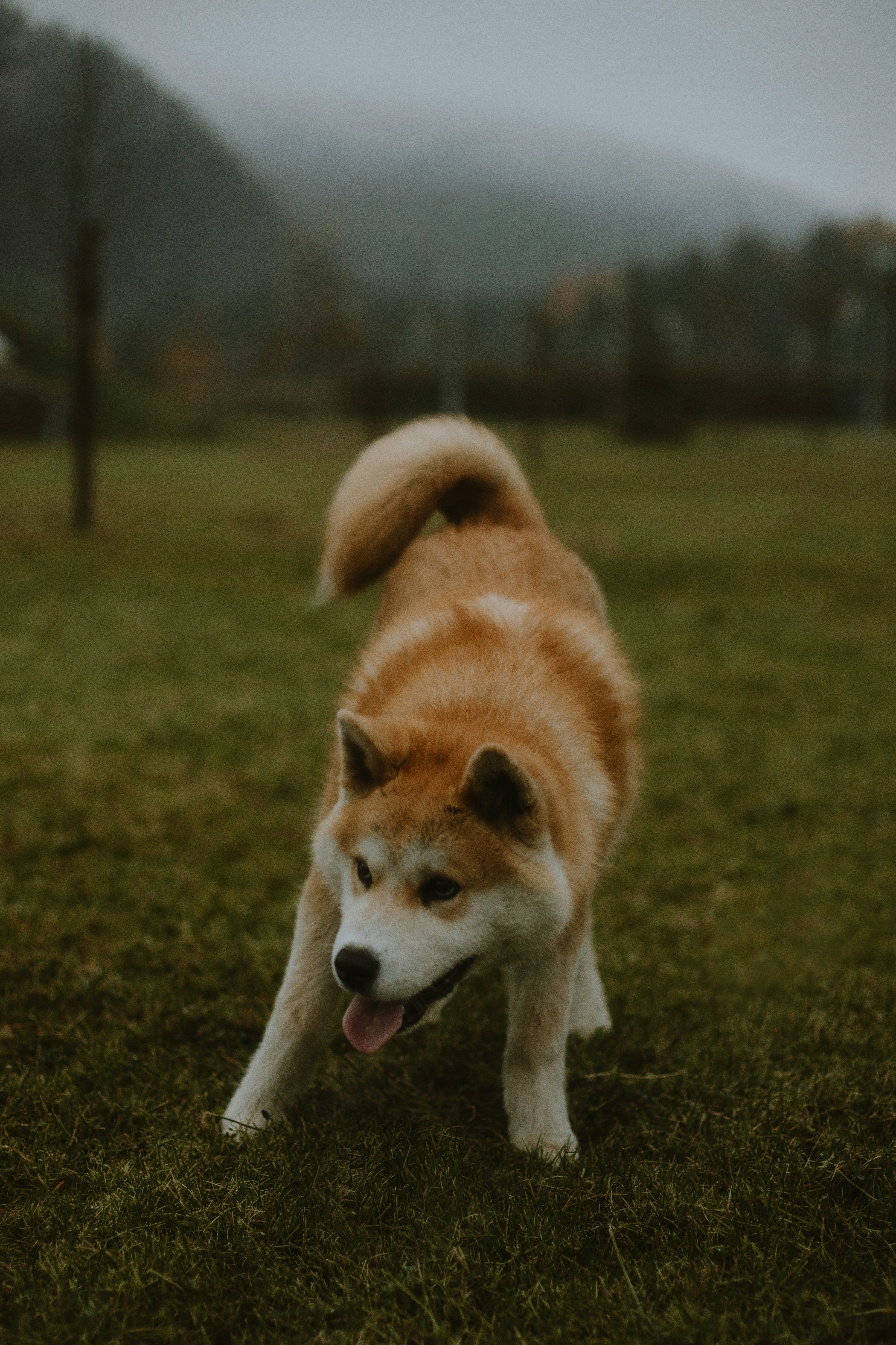 Un perro parado en un área cubierta de hierba