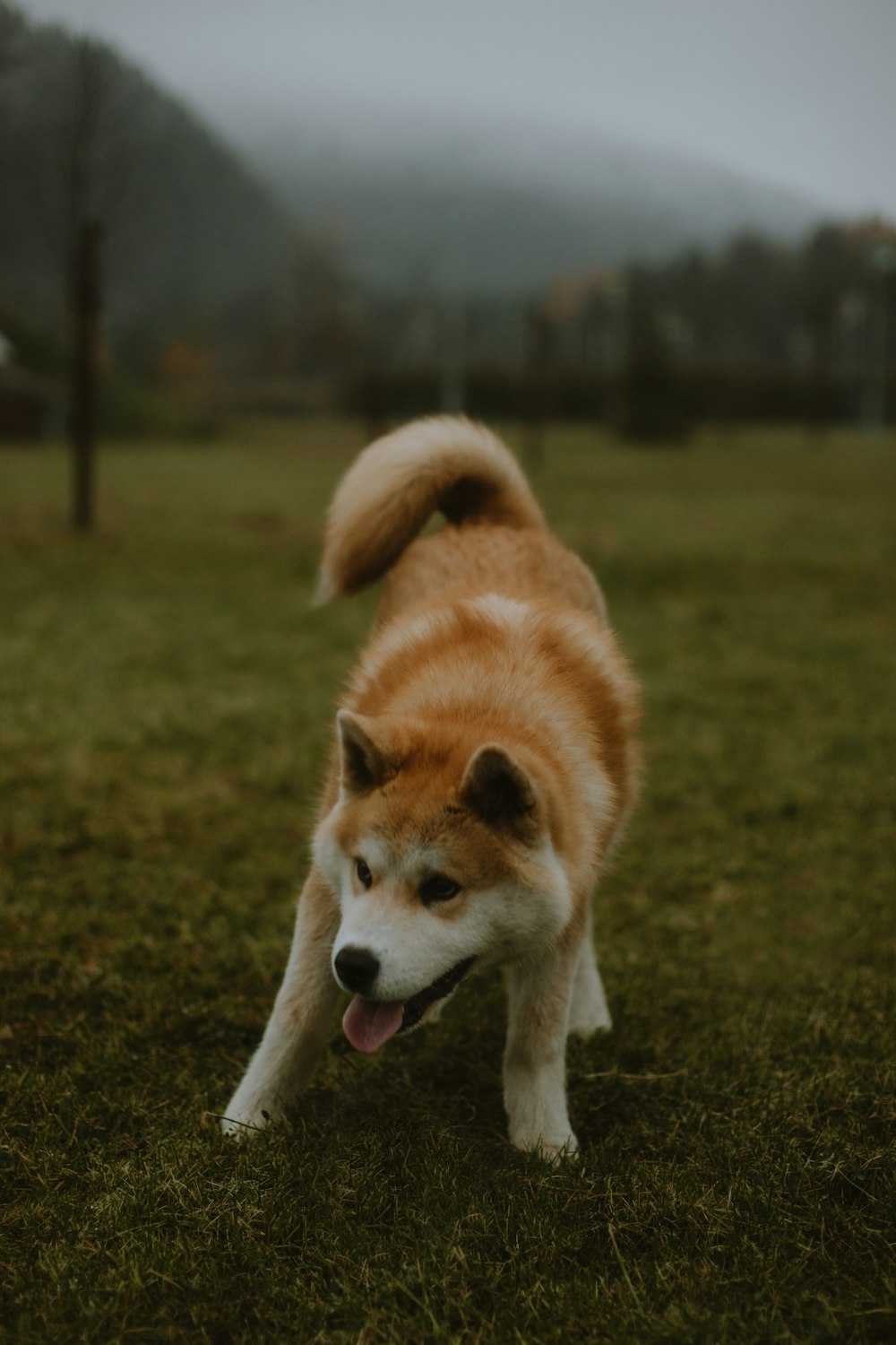 un chien debout dans une zone herbeuse