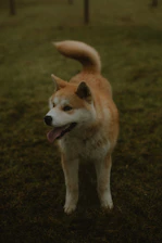 A playful Bichon Frise sitting on a grassy field, showcasing its fluffy coat.