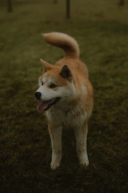 A playful Bichon Frise sitting on a grassy field, showcasing its fluffy coat.