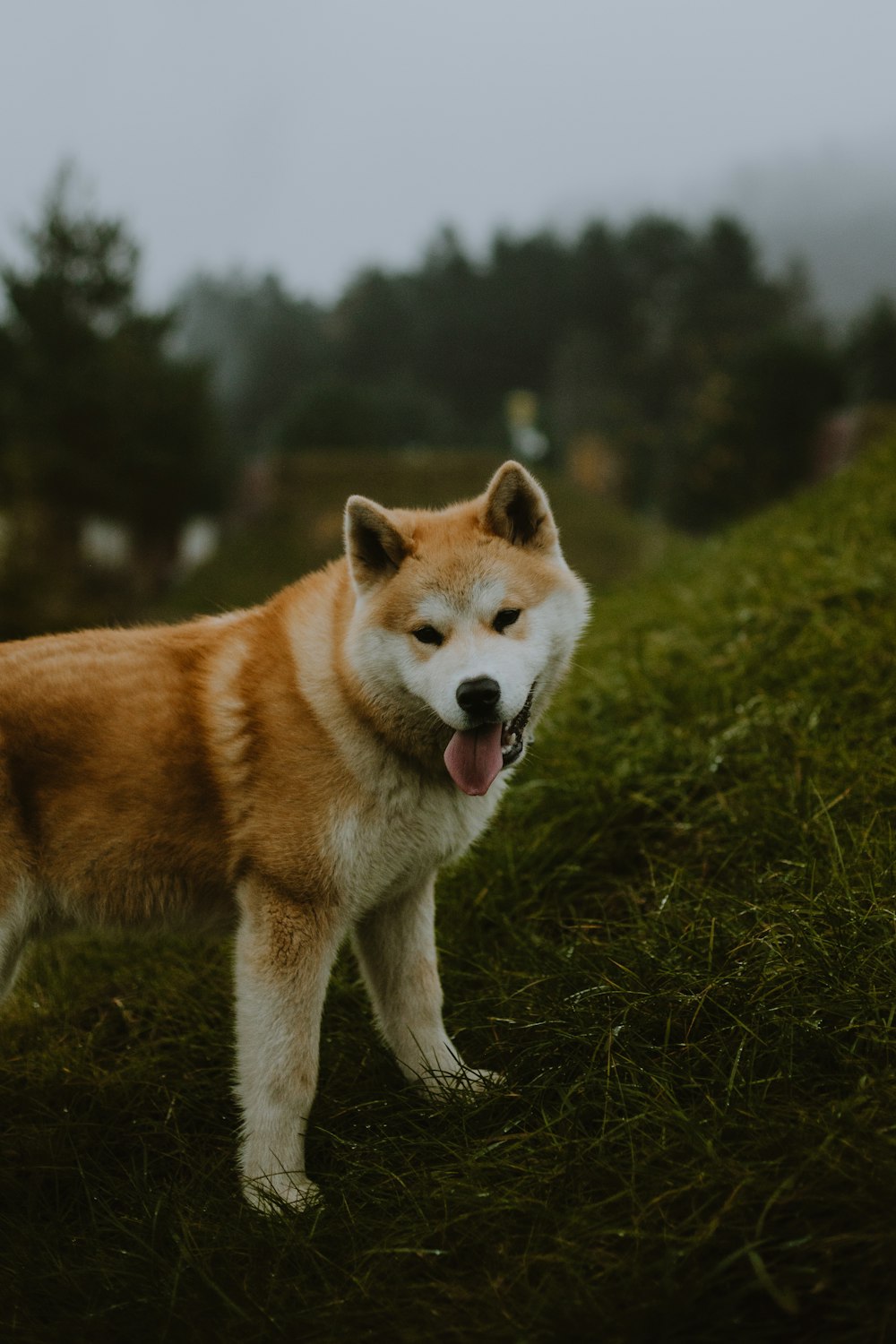 a dog standing in a field