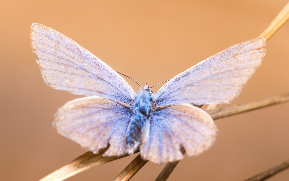a white and blue moth