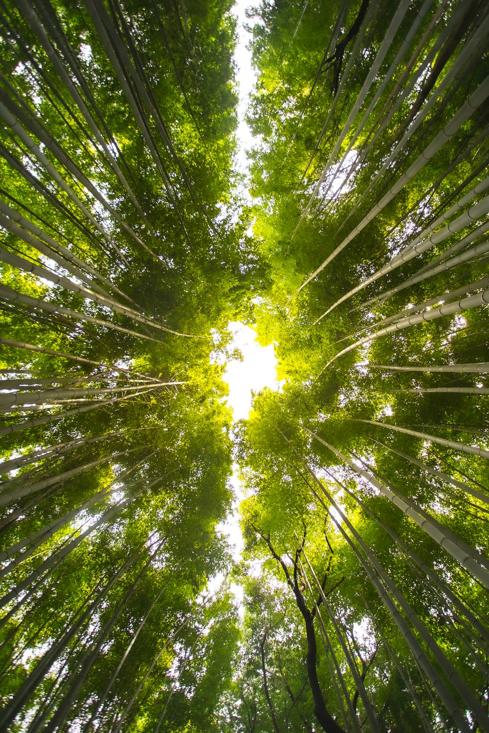 looking up at tall trees