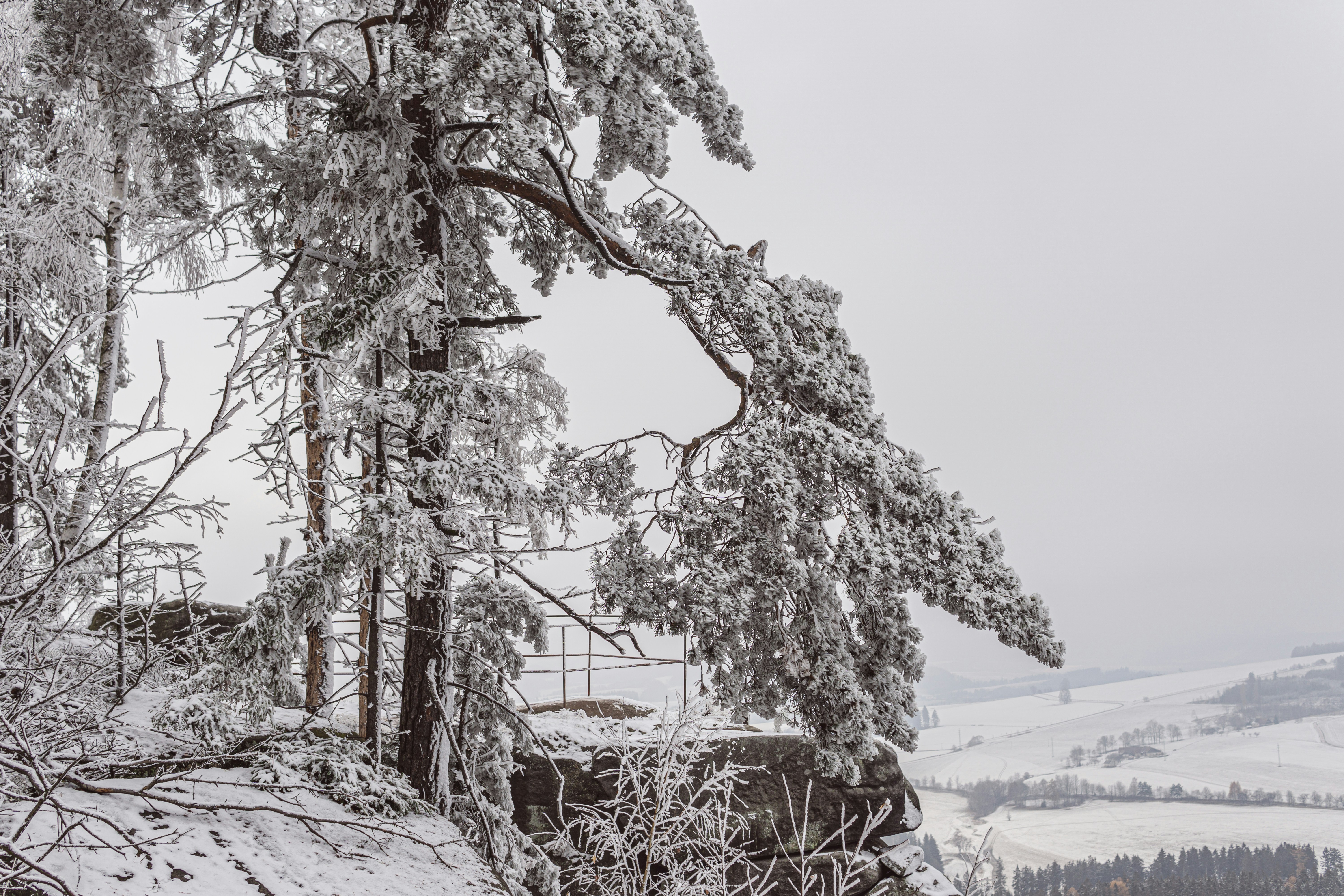 a snowy landscape with trees