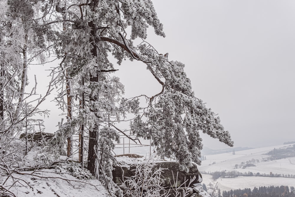 a snowy landscape with trees