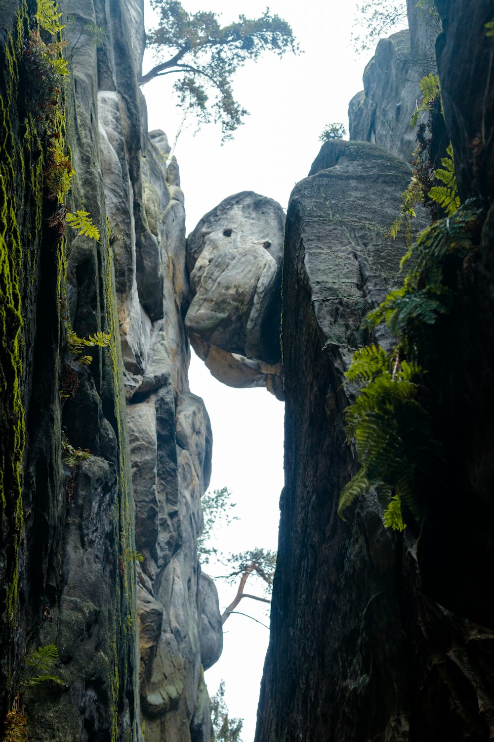 a rock formation in a forest