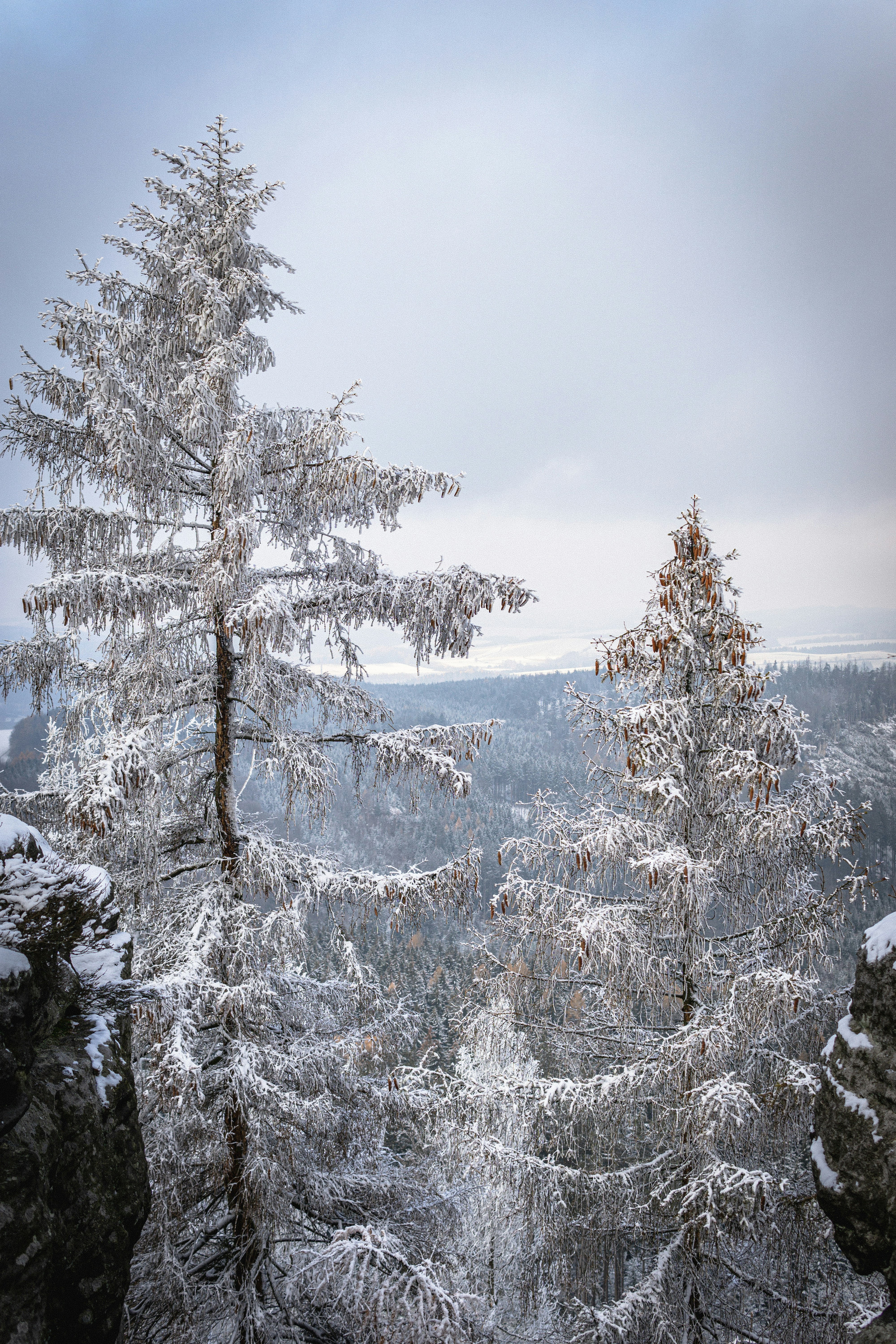 a snowy forest with trees
