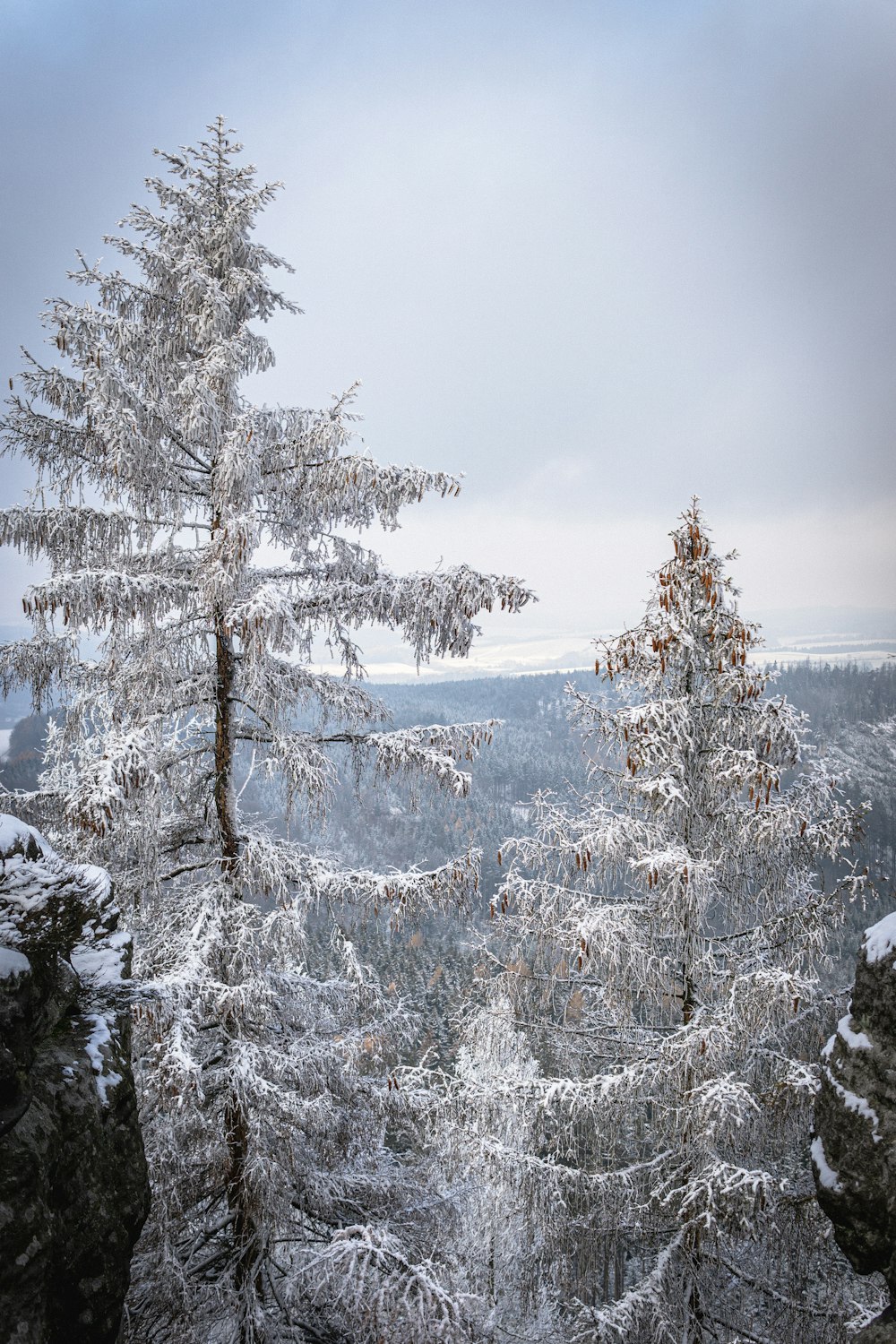 a snowy forest with trees