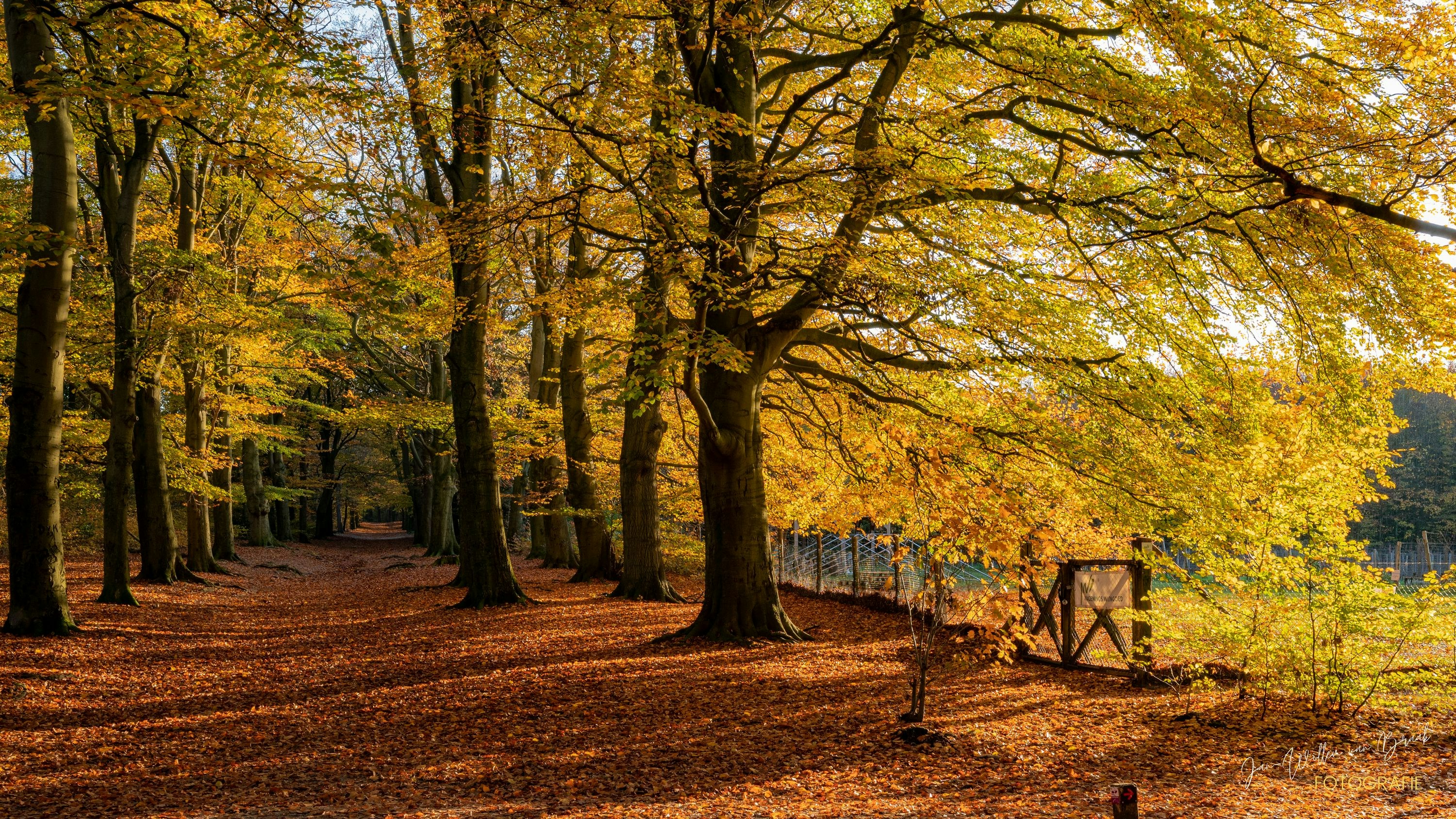 a path with trees on either side