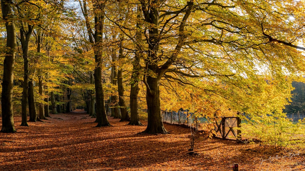 a path with trees on either side