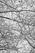 Intricate network of tree branches coated in frost against a pale sky. The delicate branches create a complex pattern, evoking a sense of calm and wintry beauty.