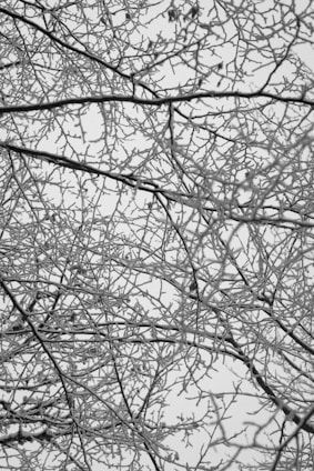 Intricate network of tree branches coated in frost against a pale sky. The delicate branches create a complex pattern, evoking a sense of calm and wintry beauty.