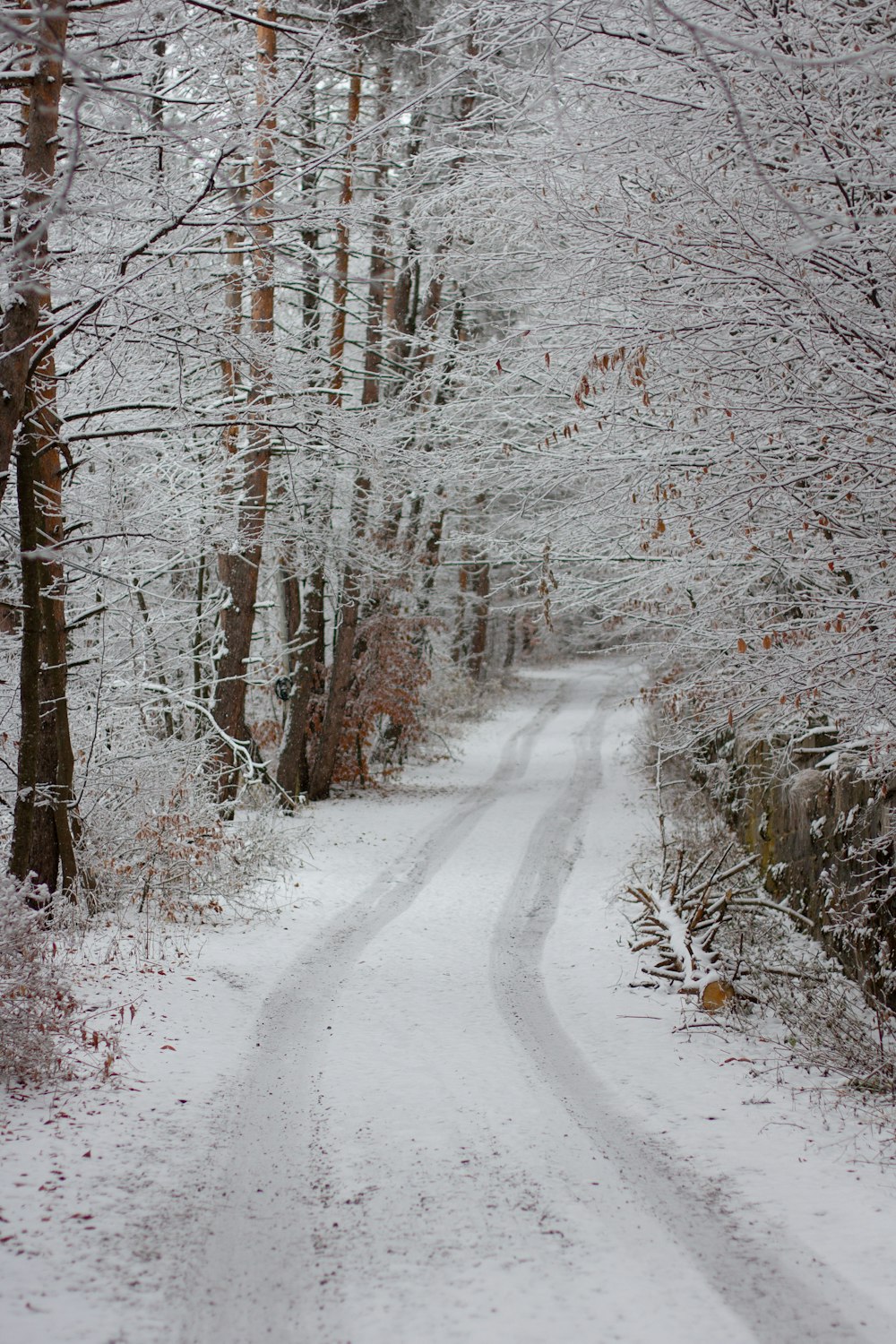 uma estrada nevada com árvores de ambos os lados