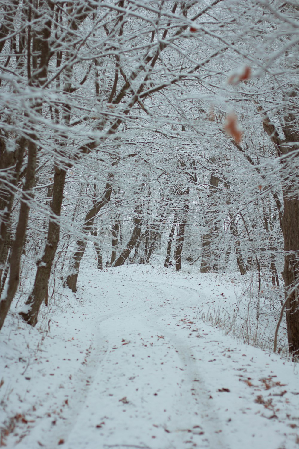 uma floresta nevada com árvores nuas