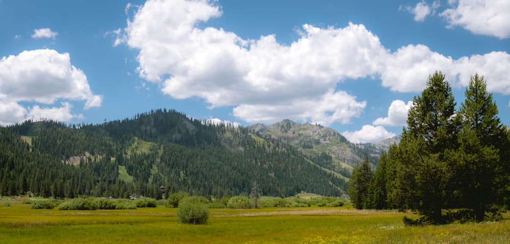 a grassy field with trees and mountains in the background