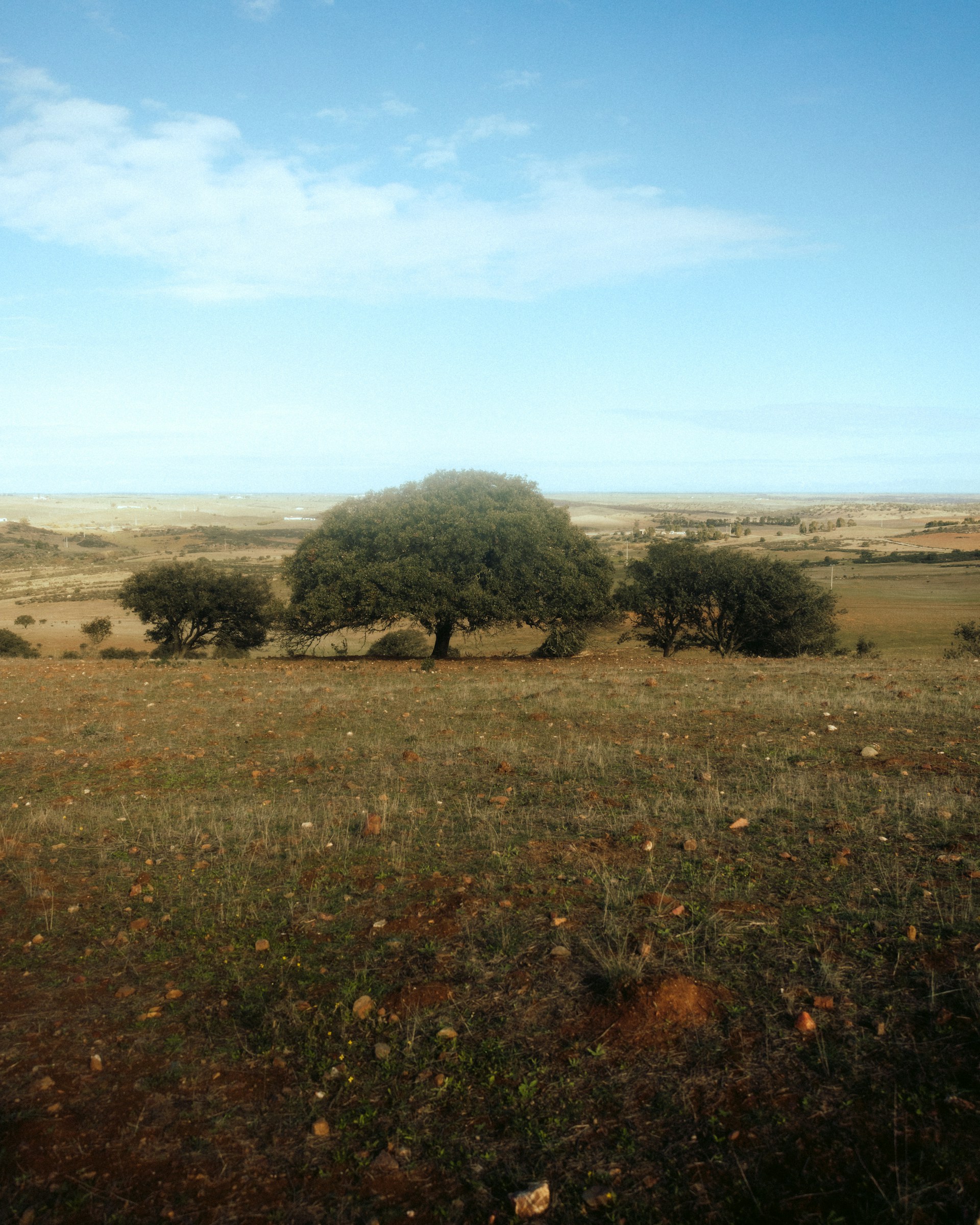a field with trees in it