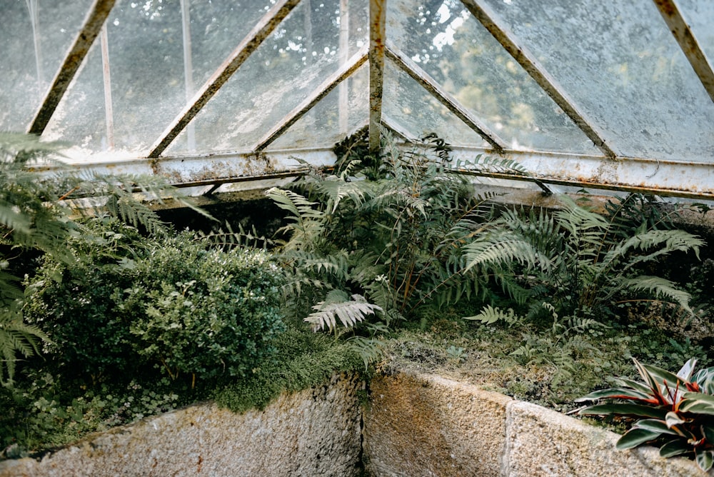 a greenhouse with plants
