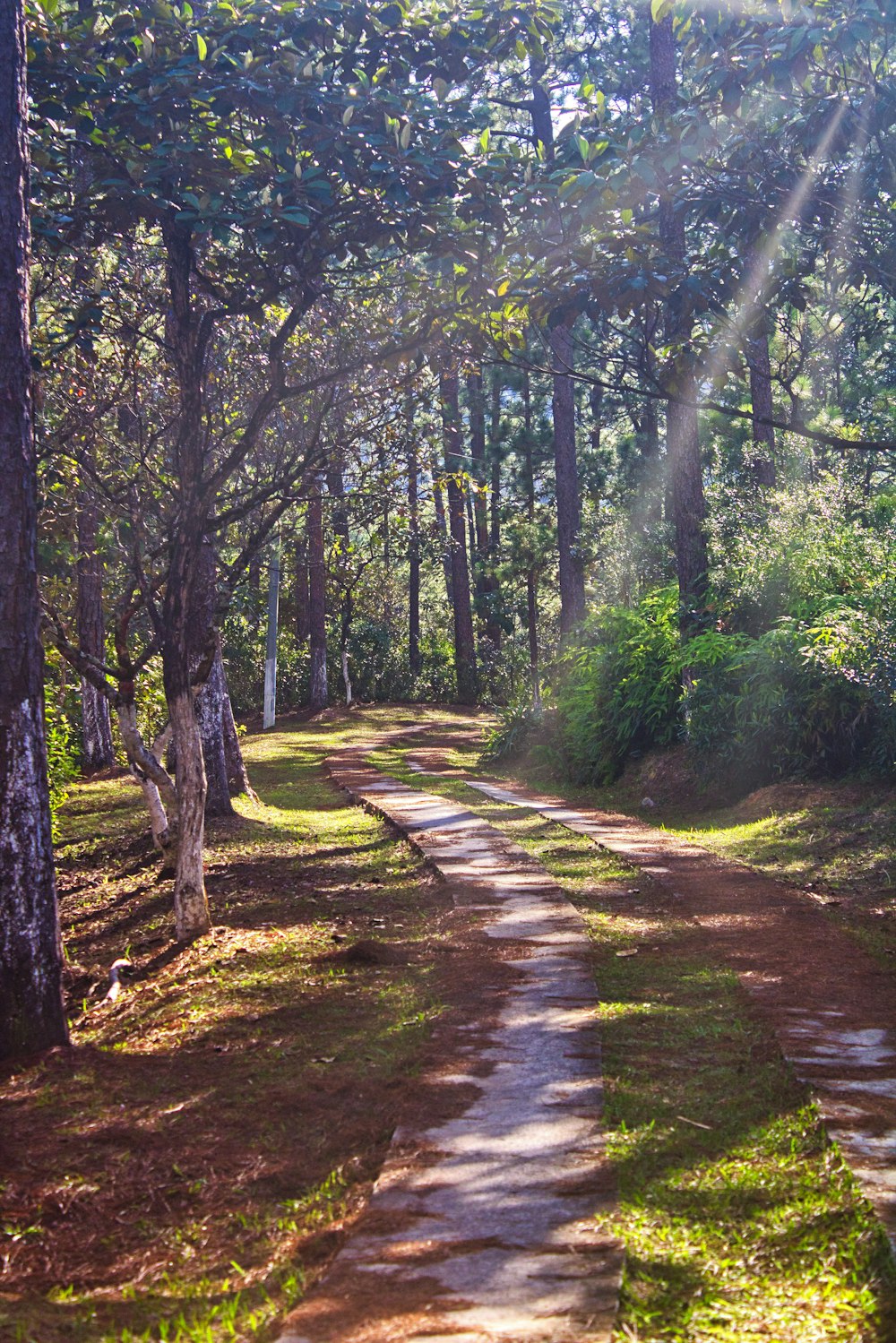 a path through a forest