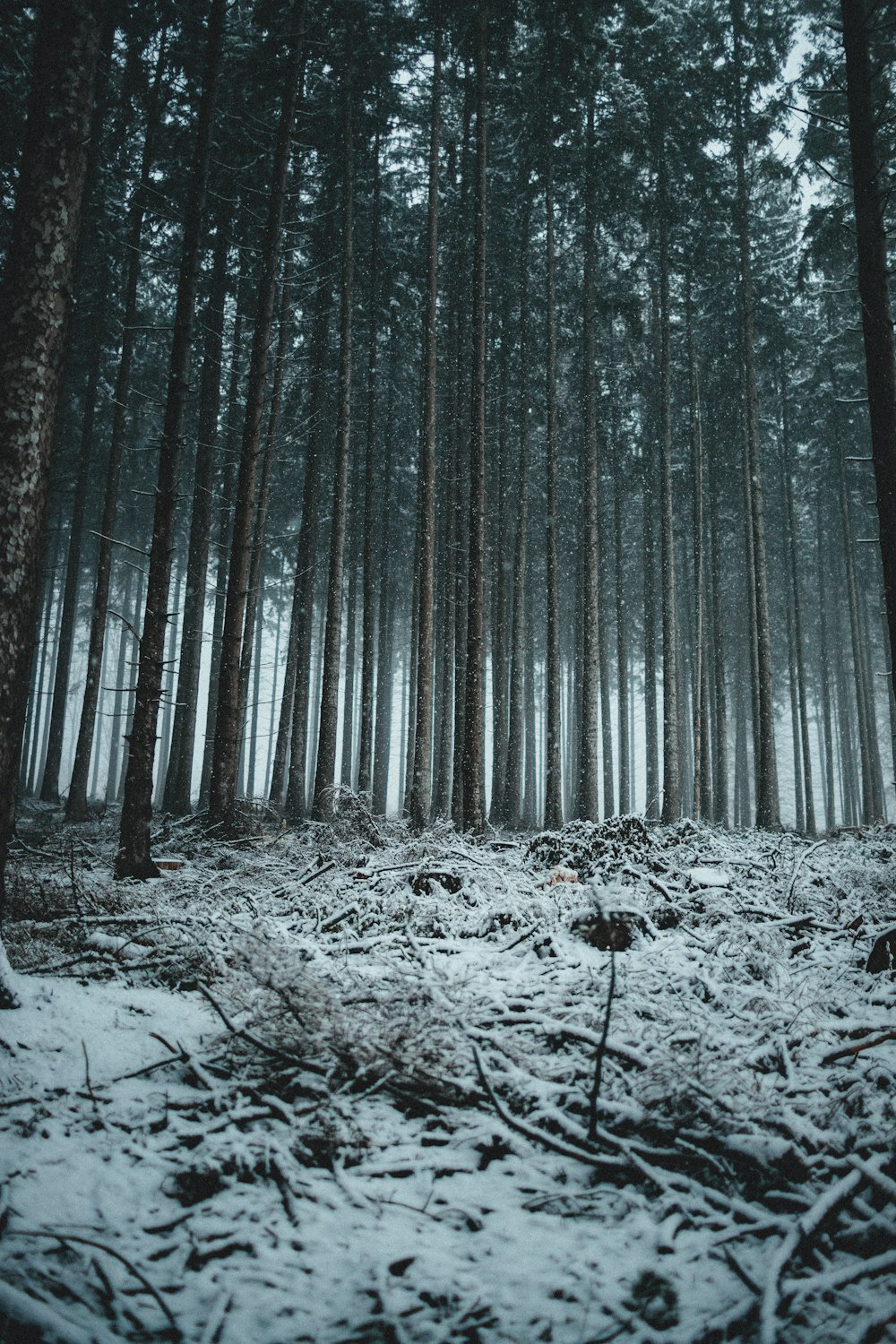 a snowy forest with bare trees