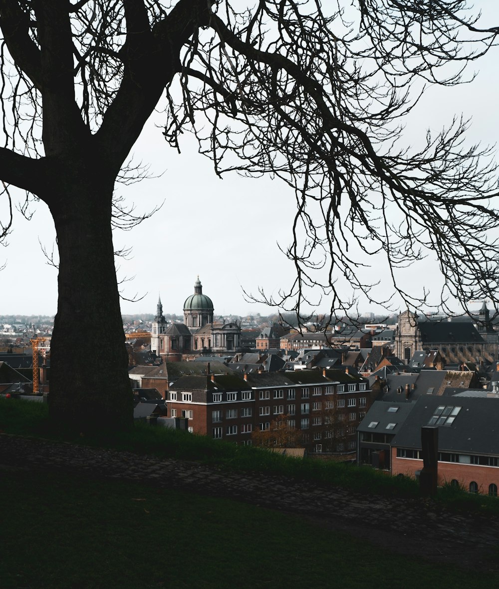 a tree in front of a city