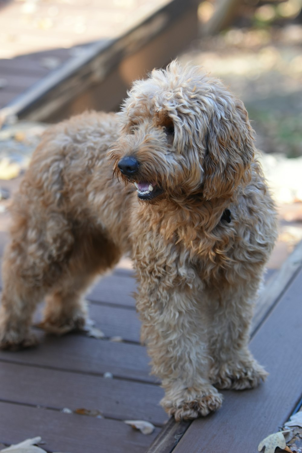 two dogs standing on a sidewalk