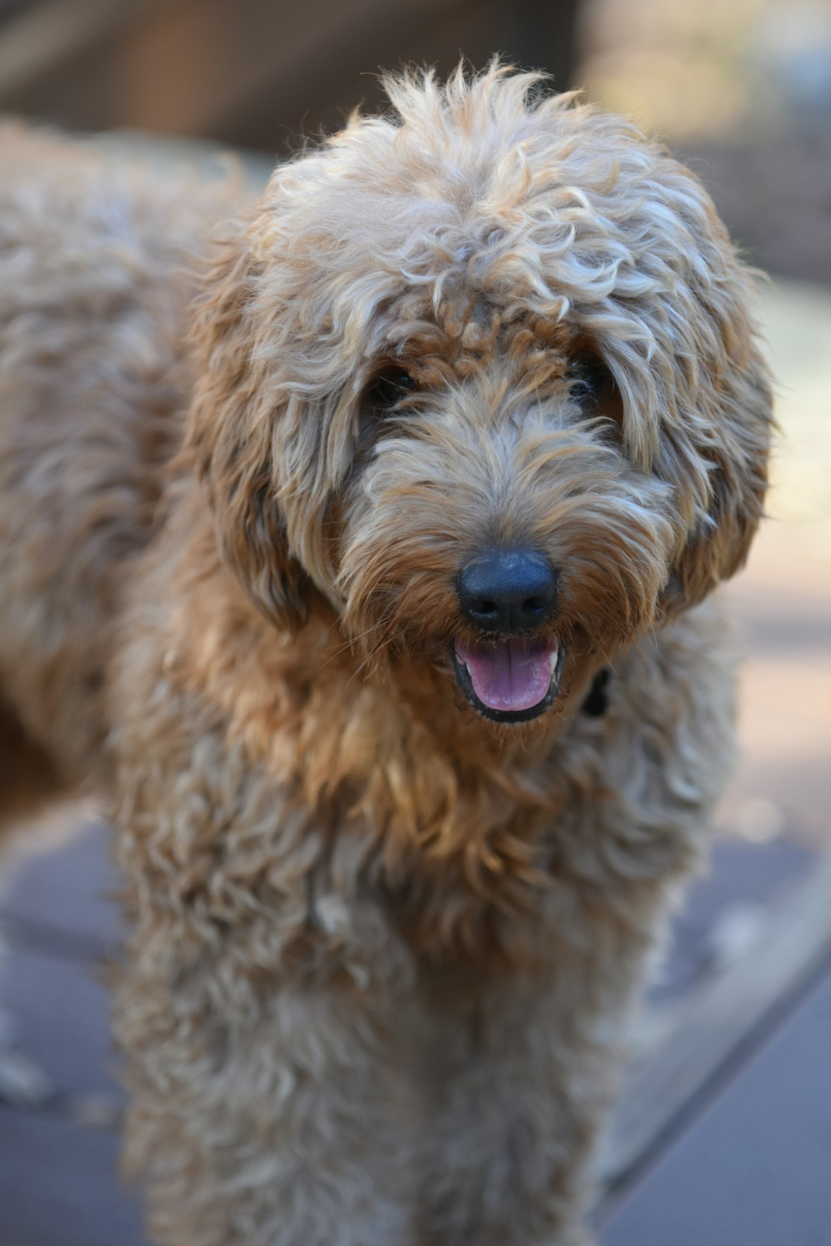 Tips for Shampooing a Goldendoodle Who Doesn't Like Shampoo