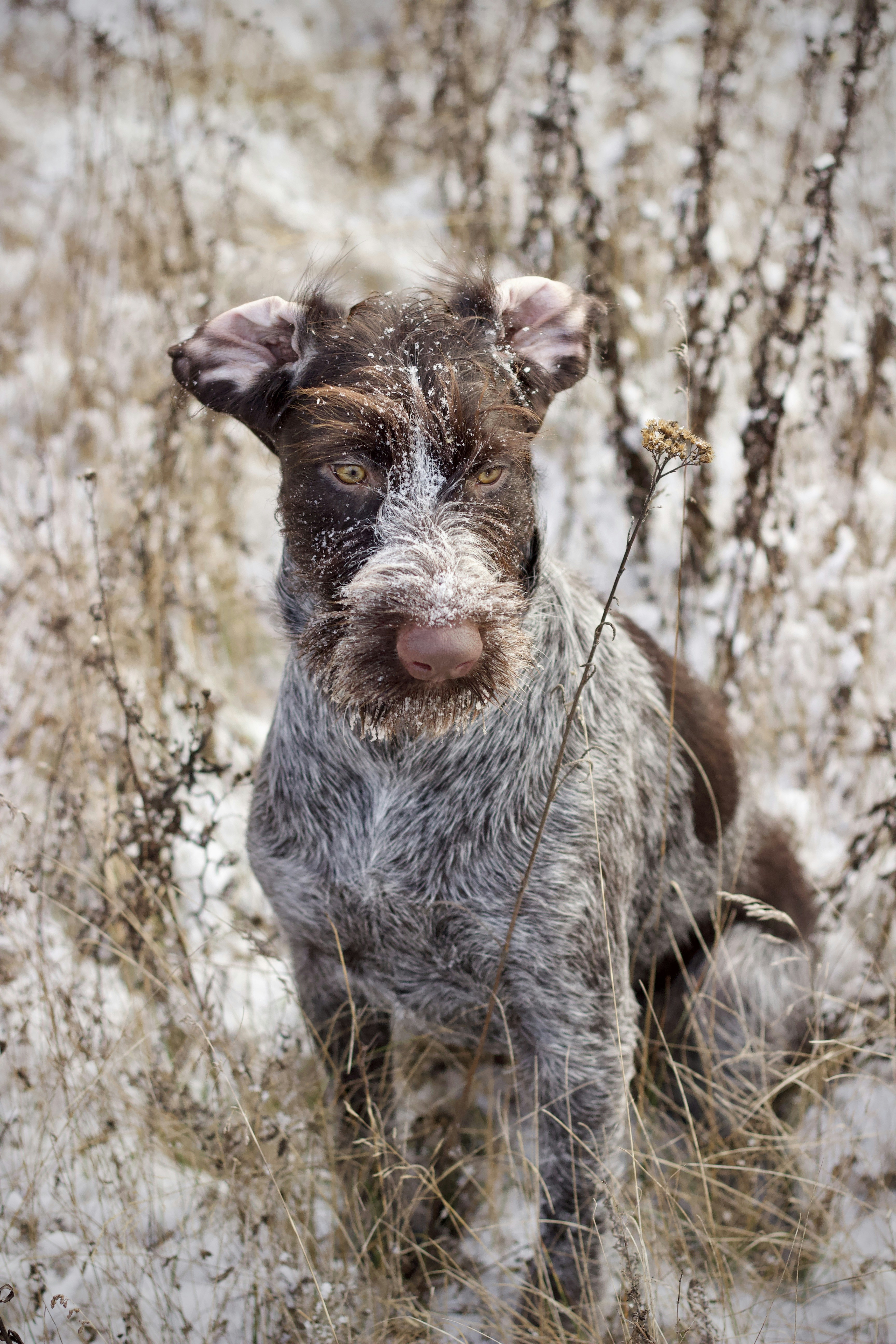 German Wirehaired Pointer sitting in a snowy grass field.
