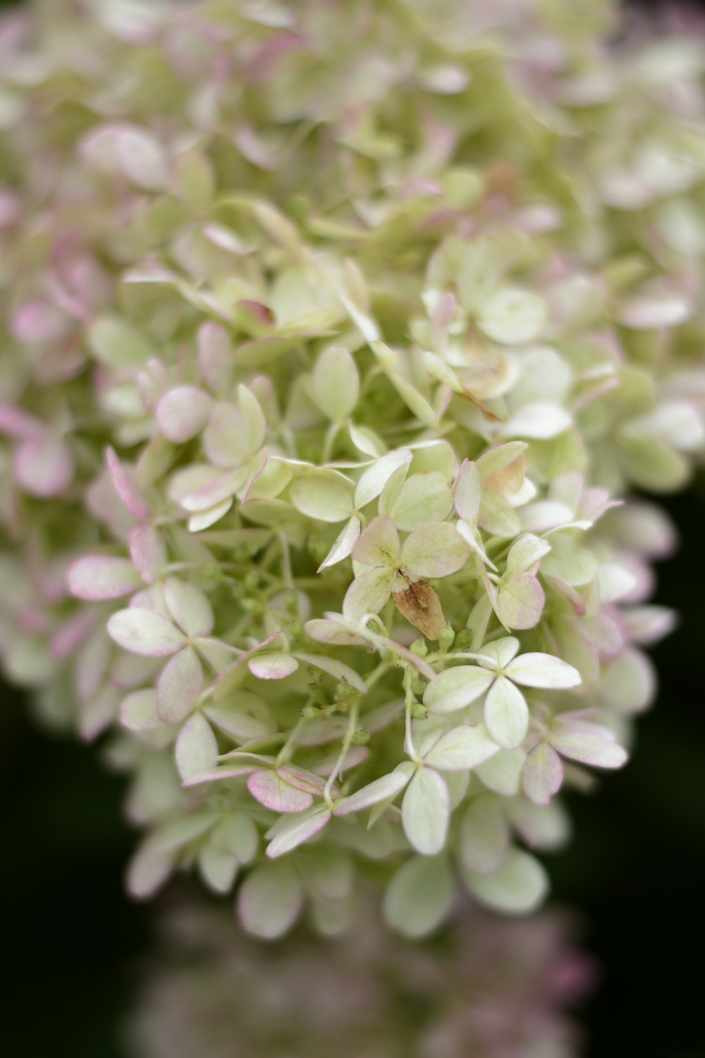 a close up of a flower