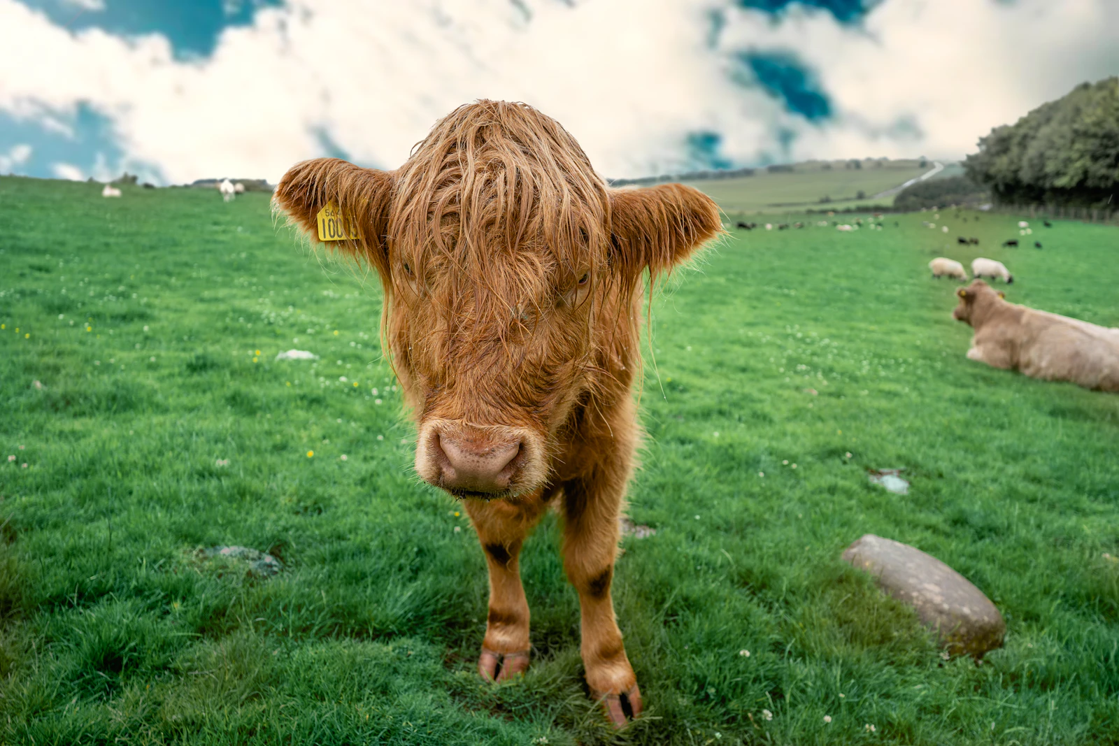 A red Highland cow with long shaggy fur and horns standing in a Scottish field.