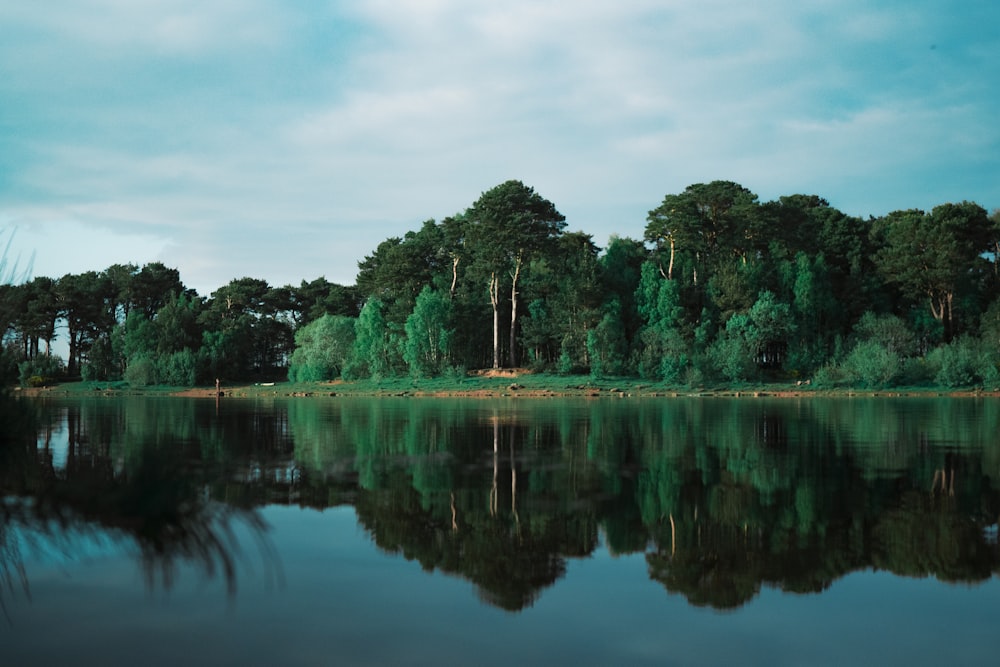 a body of water with trees around it