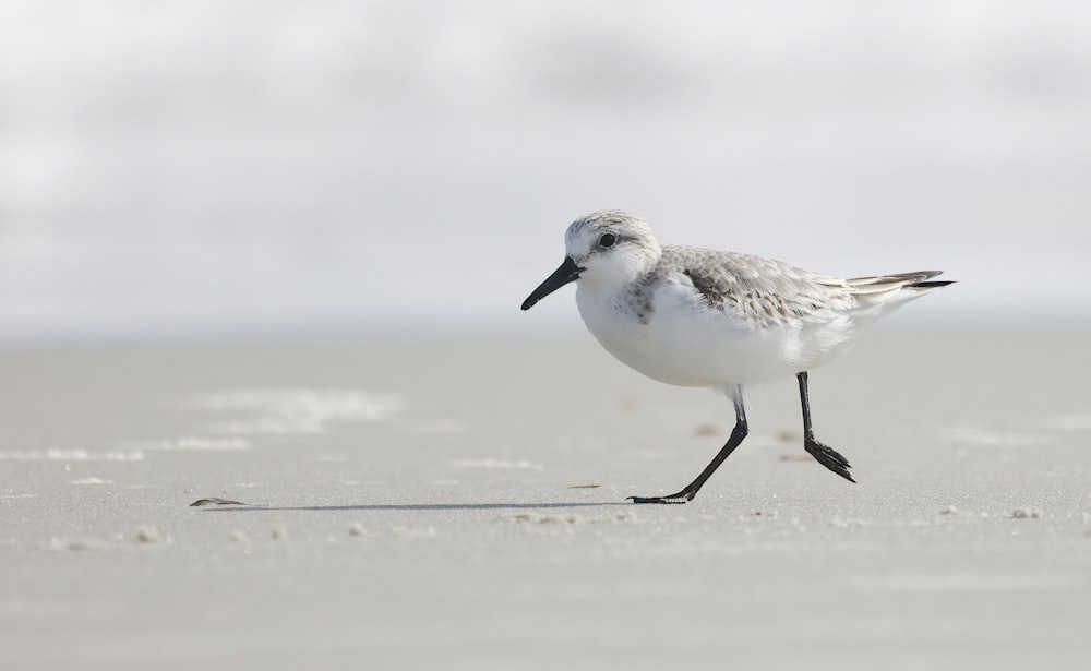 a bird walking on the sand