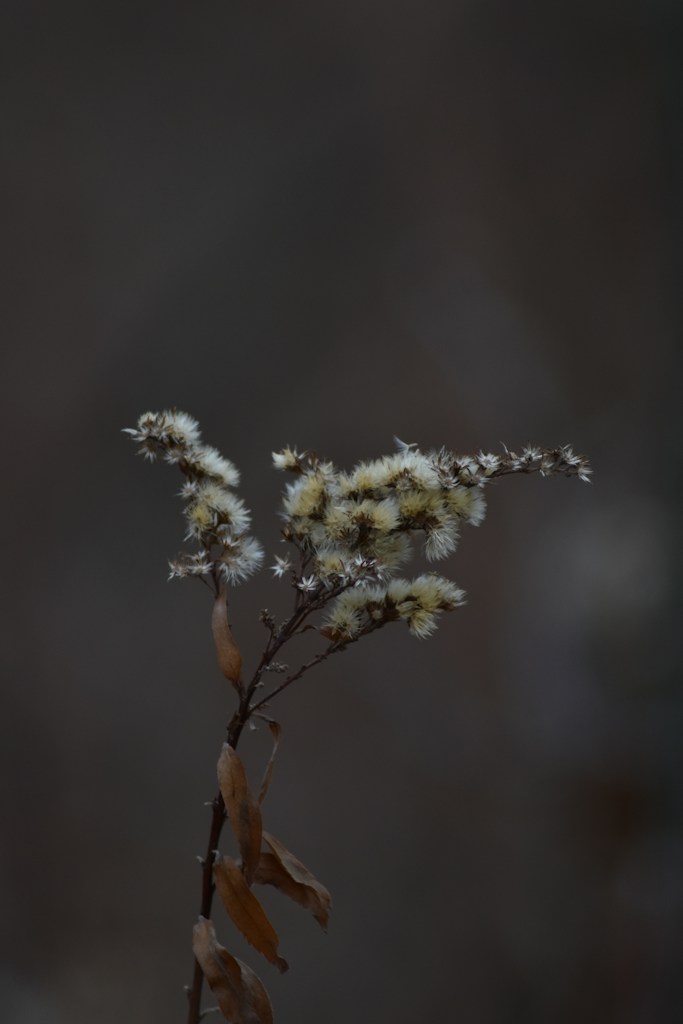 Galician Hemp Flowers