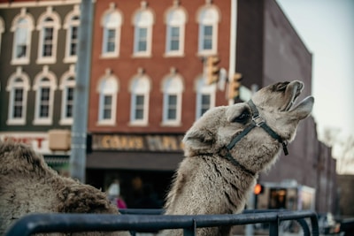 A camel in a harness appears to be in an urban setting, possibly part of a street event. It is positioned beside a railing with historic-looking buildings in the background, featuring a red brick facade with white window frames and a green building with arch designs.